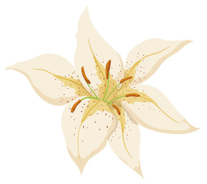 Isolated view of pale yellow lilium in cartoon style, Vector illustration