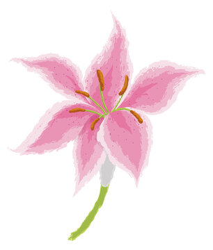 Beautiful drawing of pink lilium in watercolor style, Vector illustration