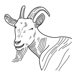 goat sketch line art for design 