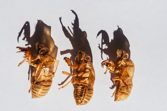 cicada on a white background. moulting cicada carapace. protective shell of the cicada