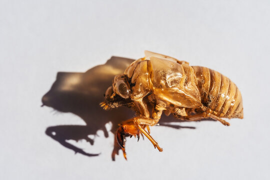 cicada on a white background. moulting cicada carapace. protective shell of the cicada