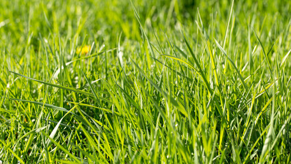 Green grass in the early morning, spring