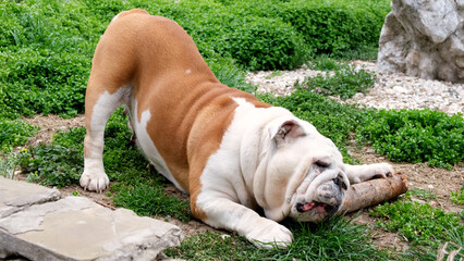 Adult dog english bulldog has fun and gnaws a stick outdoors on the grass. The concept of pets,...