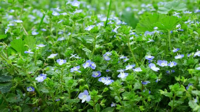Veronica chamaedrys, the germander speedwell, birds-eye speedwell, or cats eyes is an herbaceous perennial species of flowering plant in the plantain family Plantaginaceae.
