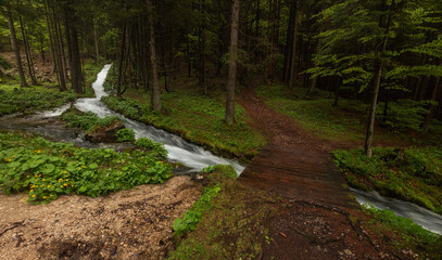 Stream in the spring forest is full of water after the heavy rain