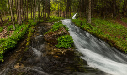 Obraz premium Stream in the spring forest is full of water after the heavy rain