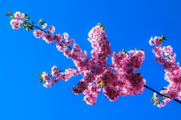 Pink flowers of Japanese sakura against the blue sky on a bright spring sunny day.