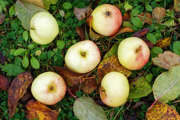 Ripe juicy apples fallen on the ground close-up against the background of green grass and autumn leaves.