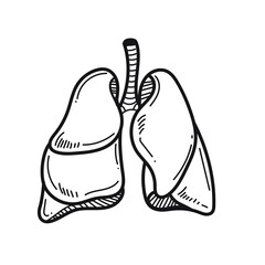 lungs internal human organ