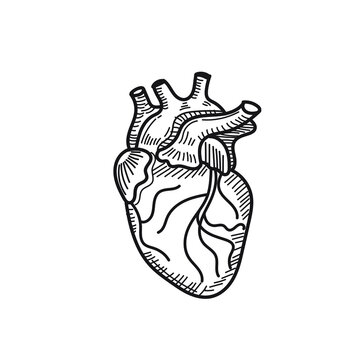 heart internal human organ