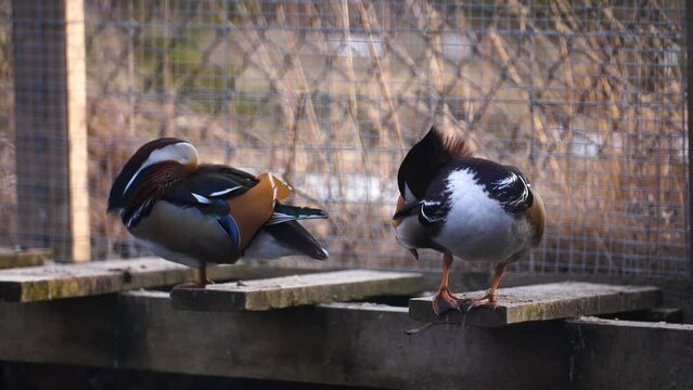 Self grooming routine of a alluring mandarin duck 
&zwj;