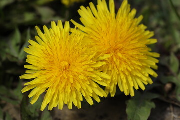 dandelions close-up