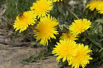 dandelions close-up