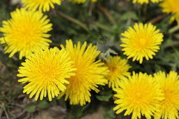 dandelions close-up