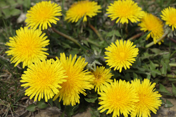 dandelions close-up