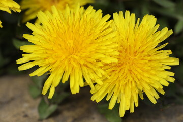 dandelions close-up