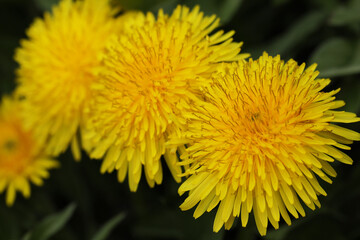 dandelions close-up