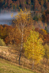 Foggy early morning autumn mountains scene. Peaceful picturesque traveling, seasonal, nature and countryside beauty concept scene. Carpathian Mountains, Ukraine.