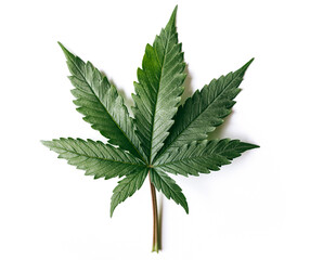 marijuana indica leaf