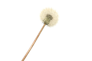 Fluffy dandelion blossomed in spring. On a white background. Medicinal plant.