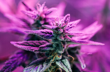 medical cannabis marijuana under spotlight