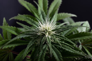 stigma marijuana plants cannabis for health