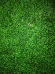 Green grass texture background grass garden concept used for making green background football...