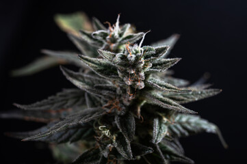 Naklejka na ściany i meble cannabis marijuana buds