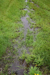 Rainwater in a Ditch