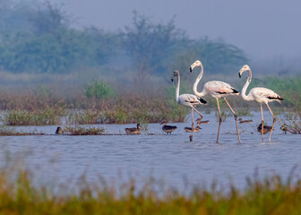 Flamingos Strolling in lake