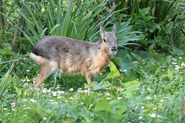Patagonian mara  in a zoo in france