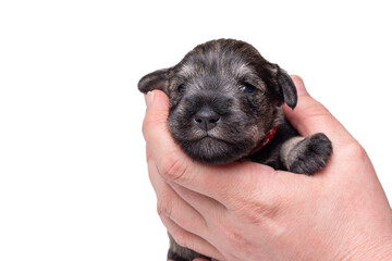 A small newborn puppy on the owner's hand. Portrait of a little blind miniature schnauzer puppy on a white background. Pet care. National Puppy Day