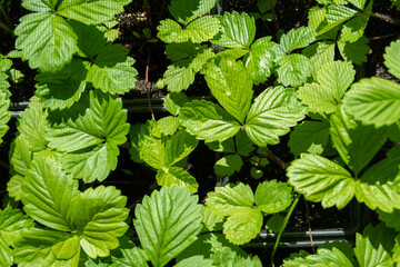 Fototapeta na wymiar Green strawberry leaves in pots for transplanting into garden soil. Strawberry seedling in black plastic pot. Texture of green foliage.