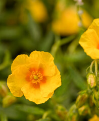 Beautiful close-up of an yellow helianthemum flower