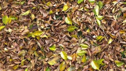 leaves on the ground