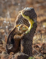 Foto op Canvas Land Iguana eating cactus © Diane