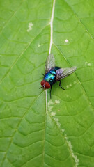 Macro view of Lucilia sericata, also known as the common green bottle fly, a blowfly found in the most areas of the world.