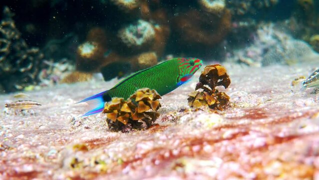 Underwater video of beautifully bright sunset wrasse swimming among coral reefs in Andaman Sea. Small tropical sea fish on snorkeling or dive on tropical island. Marine life of Thailand