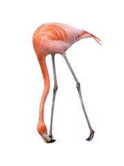 Zelfklevend Fotobehang flamingo isolated on white background © fotomaster