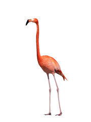 flamingo isolated on white background