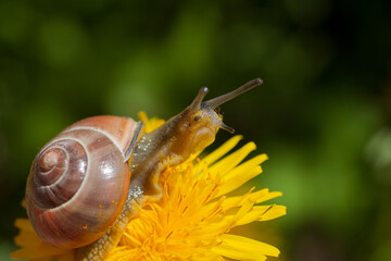 Snail on a dandelion. Snail close-up.