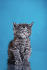Fototapeta premium Maine Coon Kitten on a blue background. cat portrait in photo studio