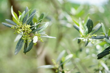 Olive tree flowers in bloom