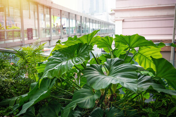 green plant terrace in office.green office concept
