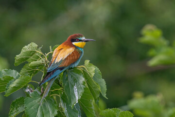 Beautiful nature scene with European bee-eater Merops apiaster. Merops apiaster in the nature habitat