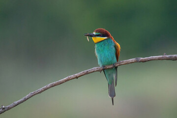 Beautiful nature scene with European bee-eater Merops apiaster. Merops apiaster in the nature habitat