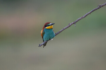 Beautiful nature scene with European bee-eater Merops apiaster. Merops apiaster in the nature habitat