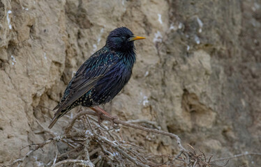 Starling on the tree. European Starling (Sturnus vulgaris)
