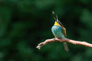 Beautiful nature scene with European bee-eater Merops apiaster. Merops apiaster in the nature habitat