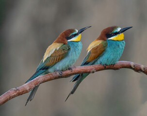 Beautiful nature scene with European bee-eater Merops apiaster. Merops apiaster in the nature habitat